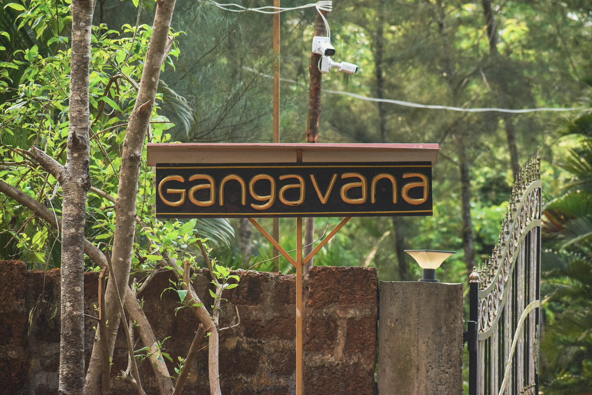 Garden plants and fresh greenery around a homestay