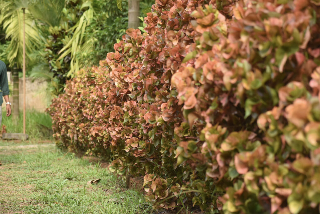 garden1