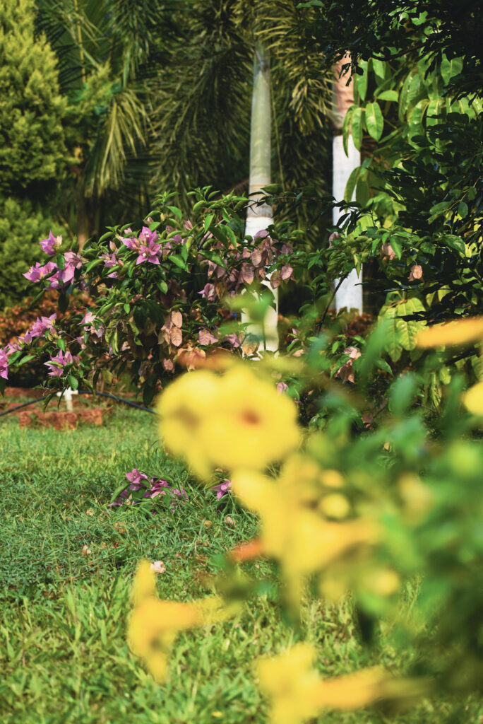 garden11