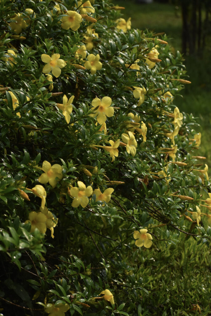 garden12