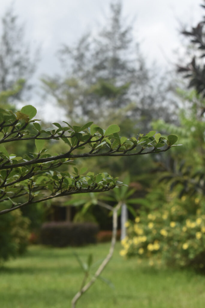 garden15