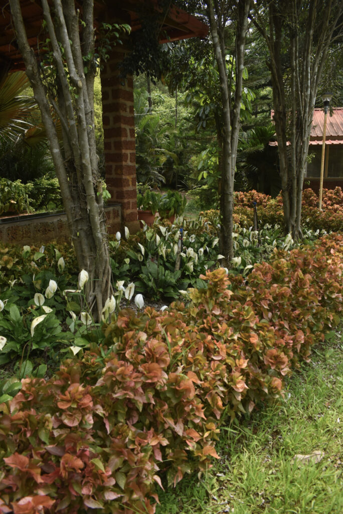garden16