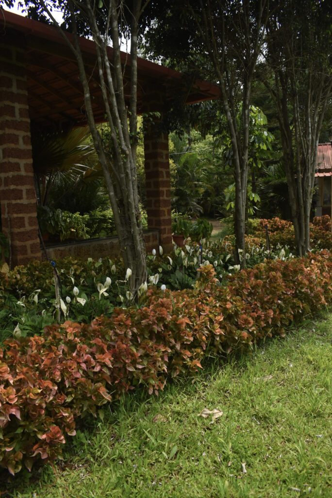 garden17