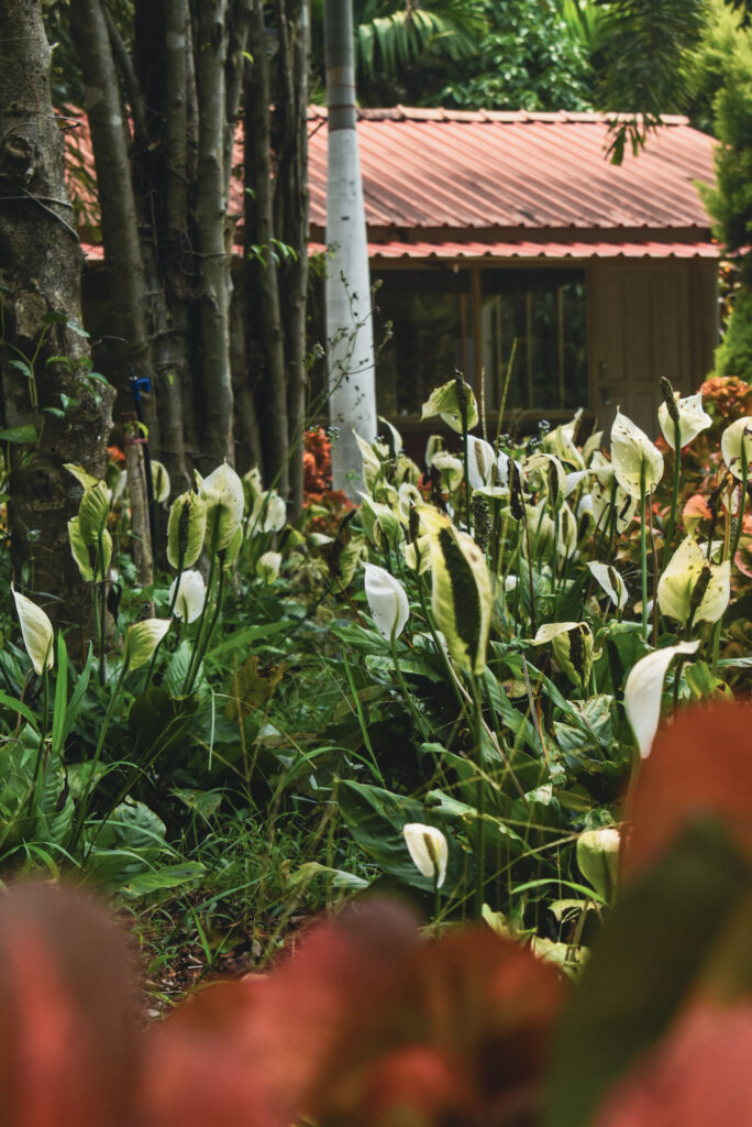 garden18