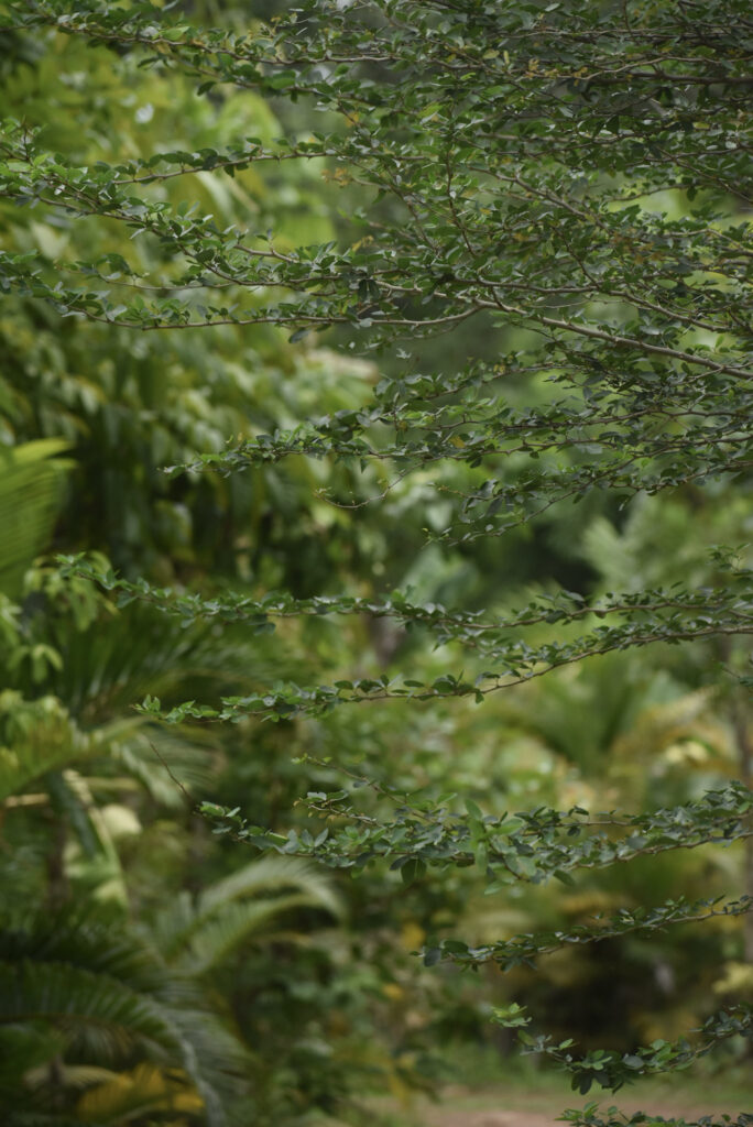 garden28