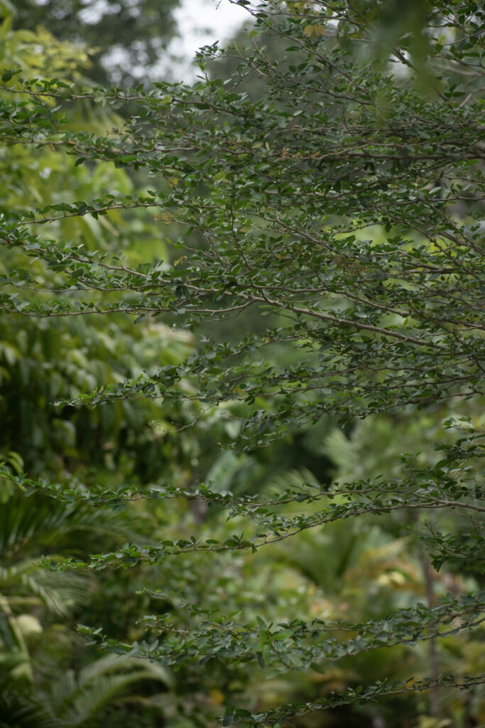 garden29