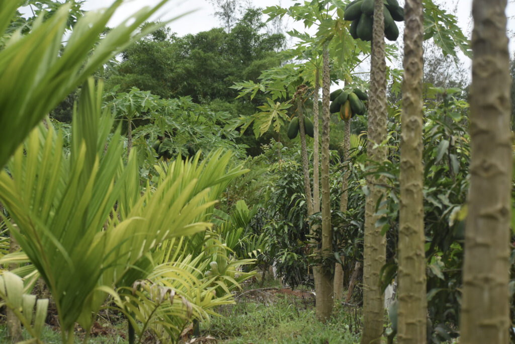 garden33