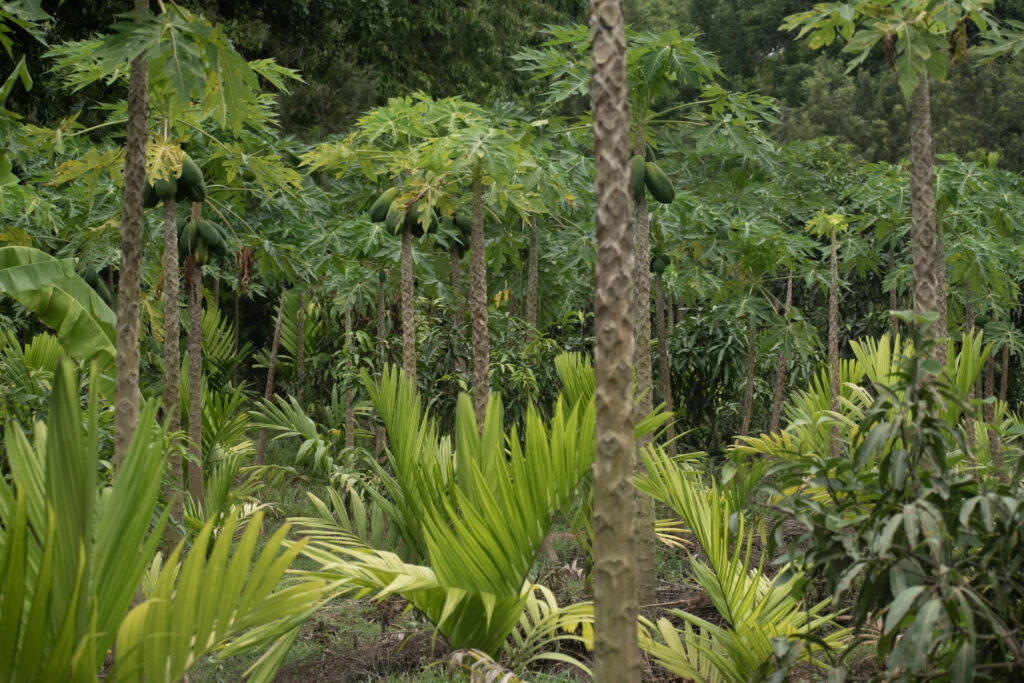 garden34