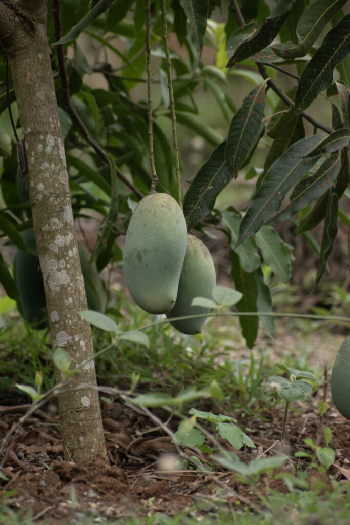 garden35