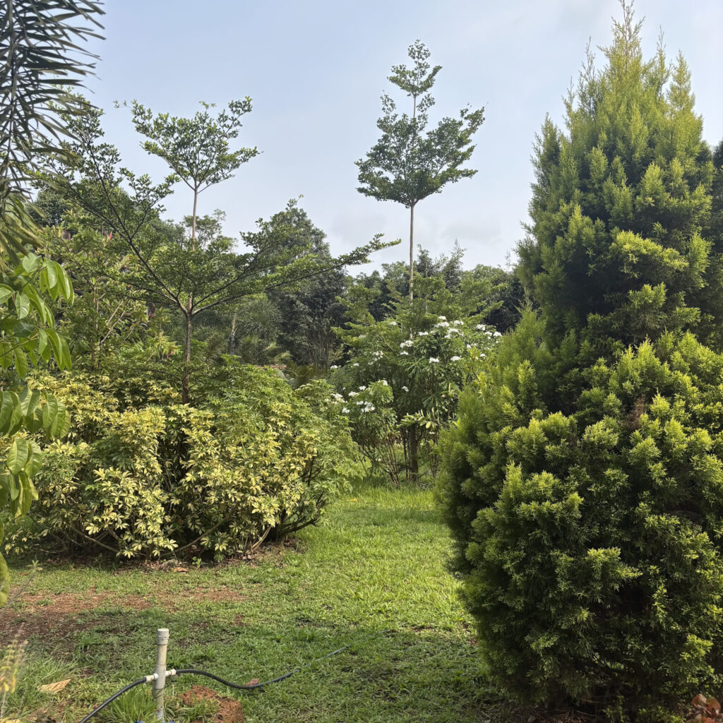 garden4