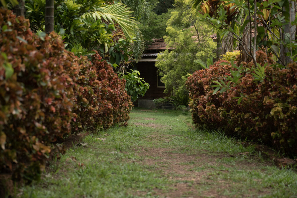 garden41