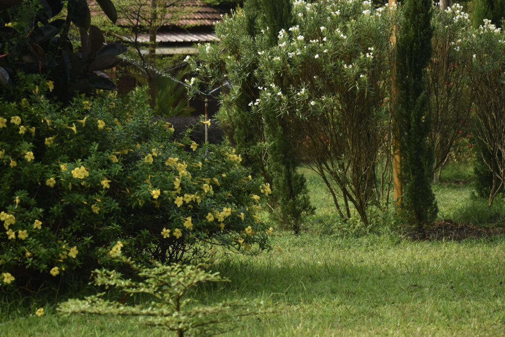 garden5