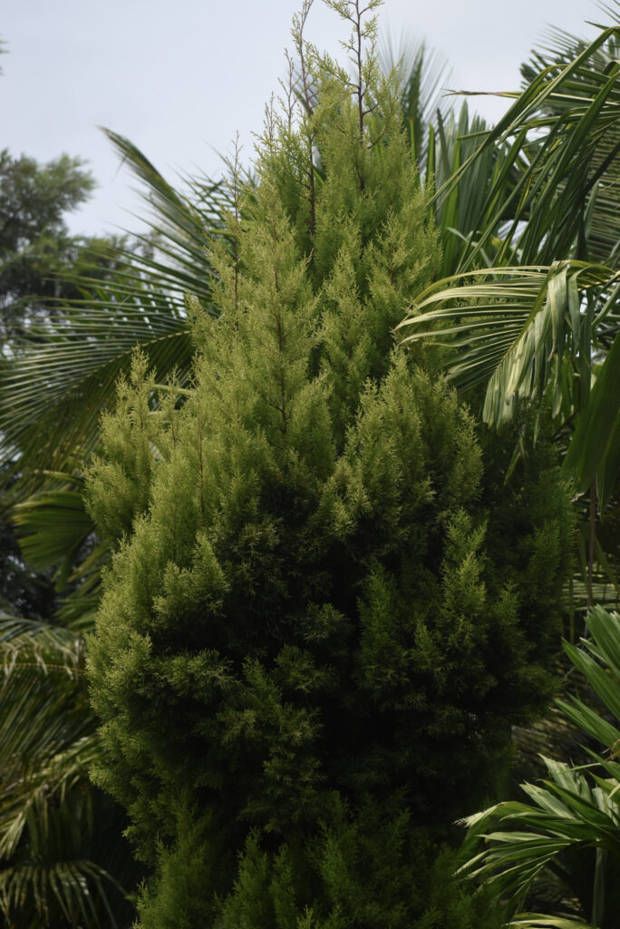garden52
