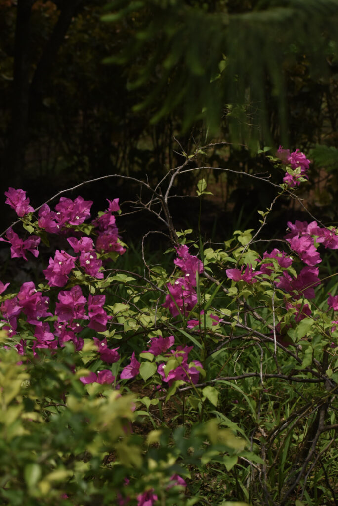 garden58