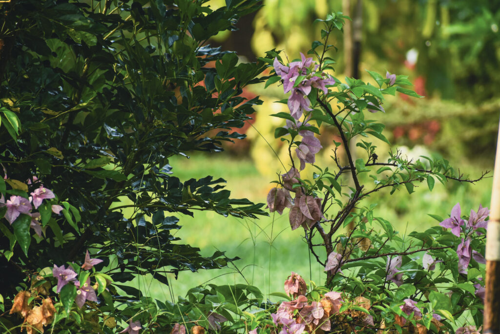 garden6