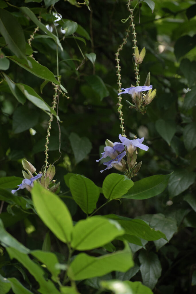 garden61