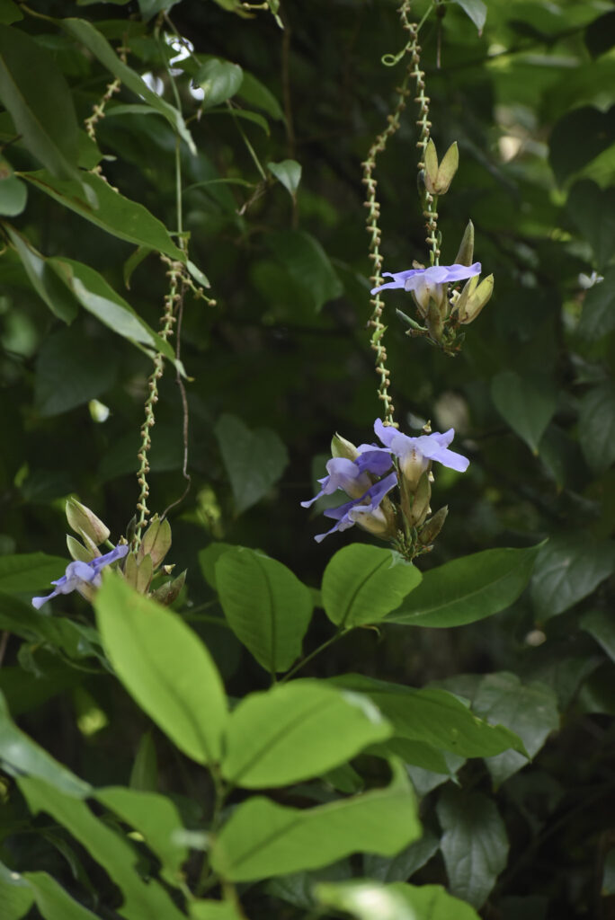 garden62