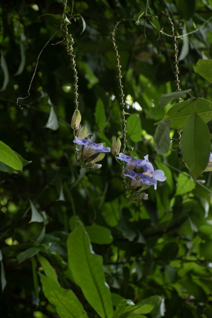 garden63