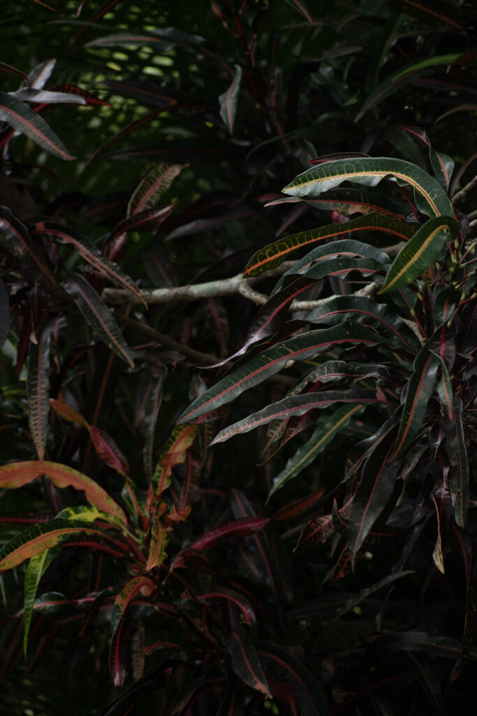 garden64