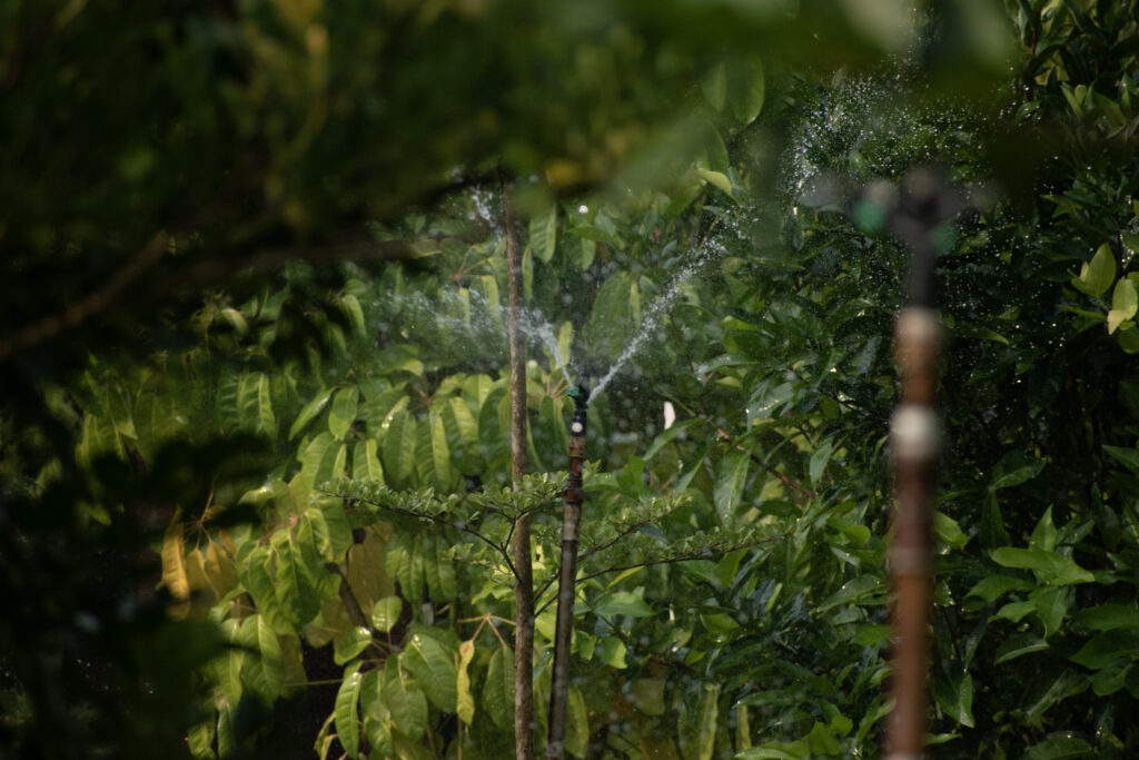 garden8