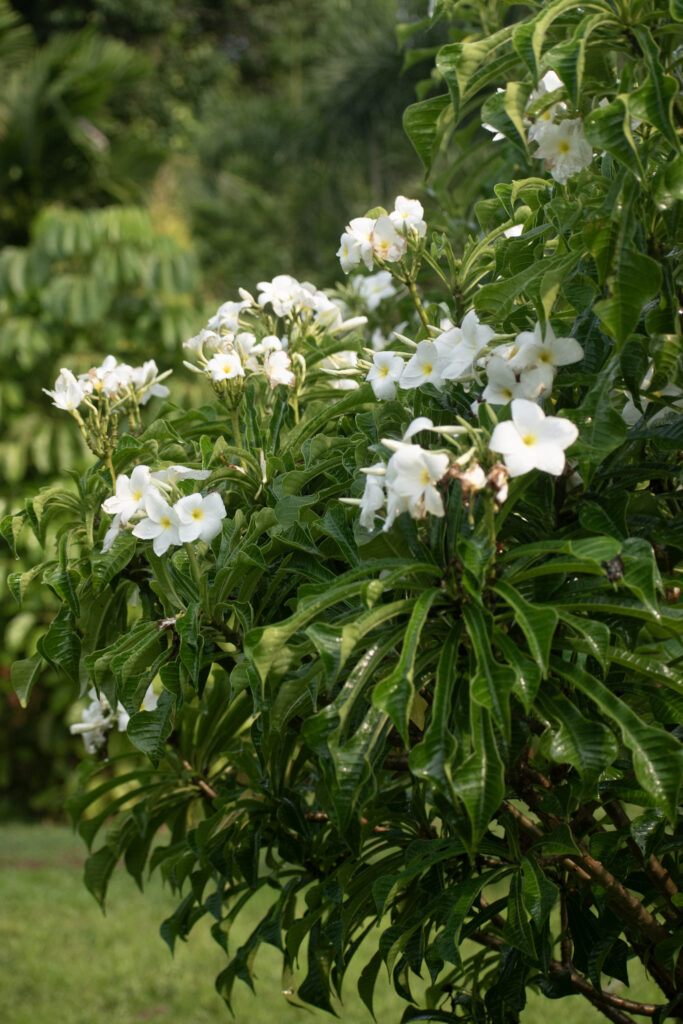 garden9